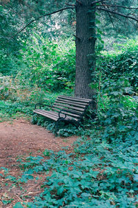 View of trees in park