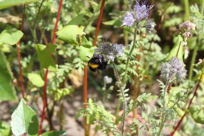 Close-up of butterfly pollinating on flower