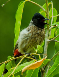 Close-up of bird perching on a plant