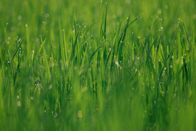 Full frame shot of wet grass on field