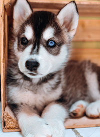 Close-up portrait of dog relaxing at home