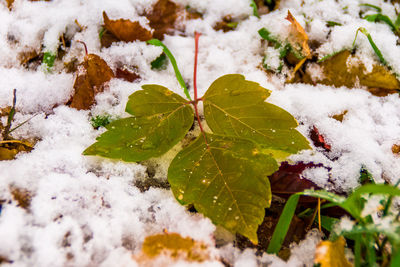 Close-up of snow covered leaves