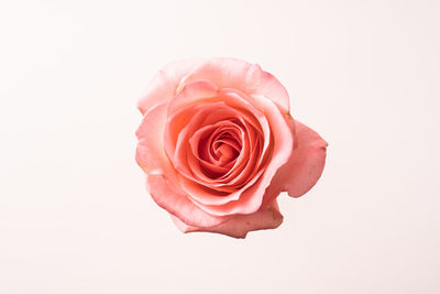 Close-up of pink rose against white background