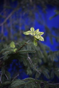 Close-up of flowering plant against blue sky