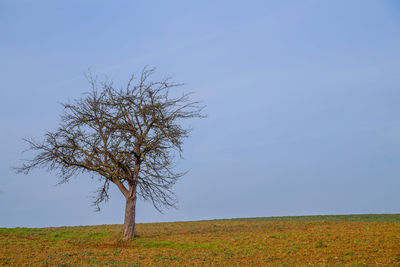 Bare tree on field against blue sky