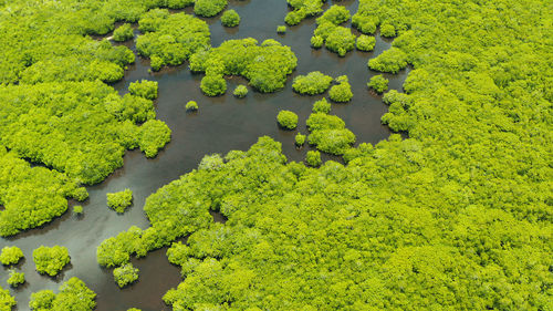 High angle view of fresh green plants in lake