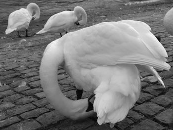 Close-up of swans