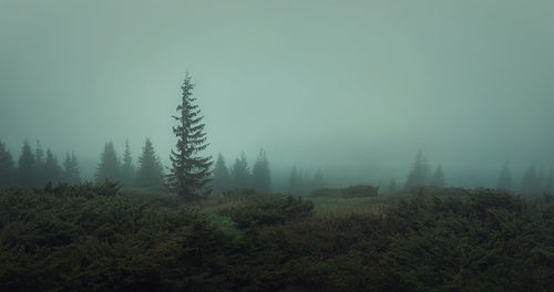 Spring weather in the carpathians mountains. moody seasonal fir forest, panoramic landscape, gloomy