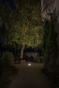 Illuminated trees in garden at night