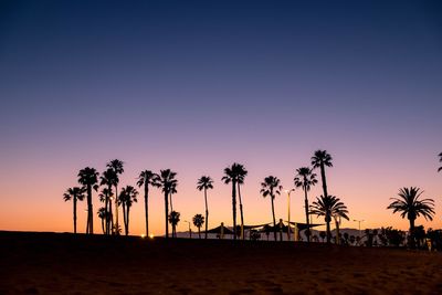 Silhouette of palm trees on beach