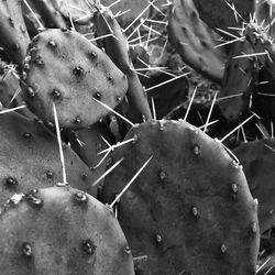 close-up