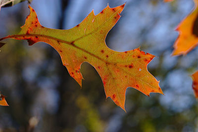 Close-up of maple leaves