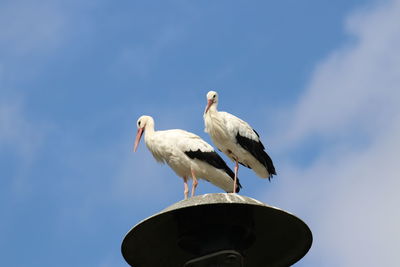 Low angle view of bird perching on roof