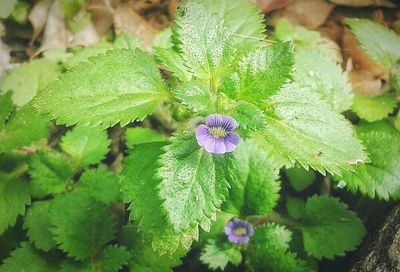 Close-up of purple flowers