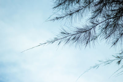 Low angle view of silhouette plant against sky