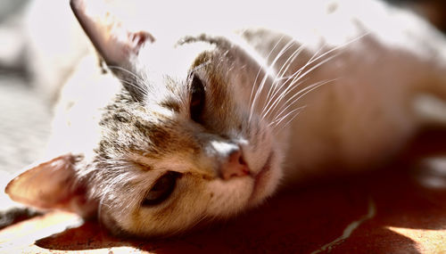 Close-up of a cat sleeping