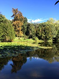 Reflection of trees in water