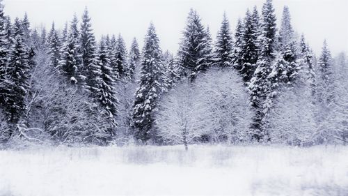 Snow covered pine trees in forest during winter