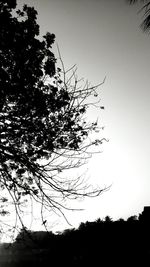 Low angle view of silhouette tree against clear sky