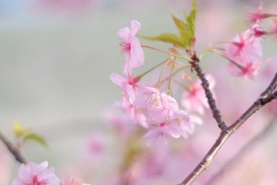 Close-up of pink flowers on branch