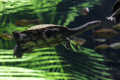 Close-up of lizard on leaf