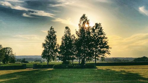 Trees on field against sky during sunset