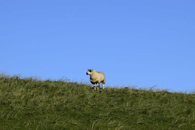 Sheep in a field