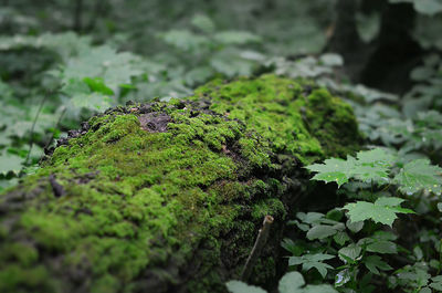 Close-up of lizard on moss covered land in forest