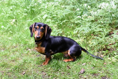 Portrait of black dog lying on grass