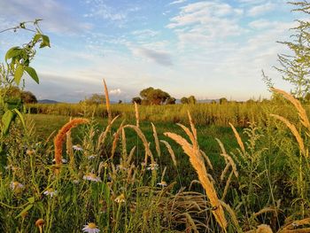 Crops growing on field against sky