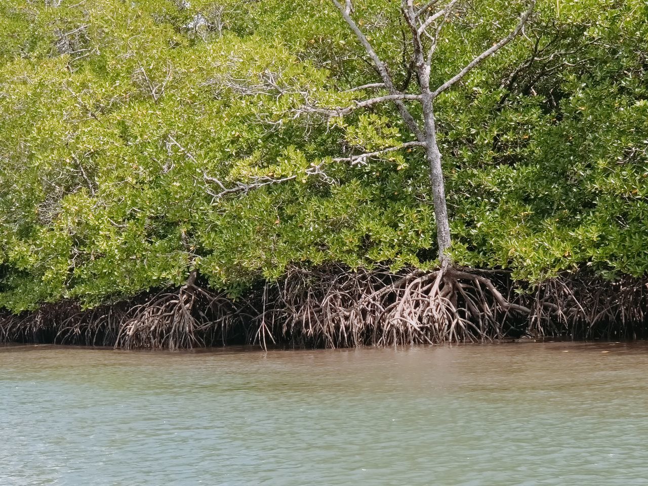 tree, plant, water, river, beauty in nature, nature, tranquility, green, no people, growth, day, waterfront, scenics - nature, land, tranquil scene, outdoors, forest, non-urban scene, idyllic, environment