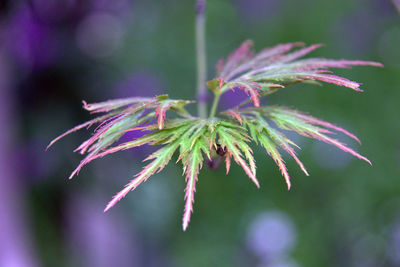 Close-up of plant