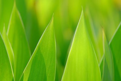 Close-up of fresh green plant