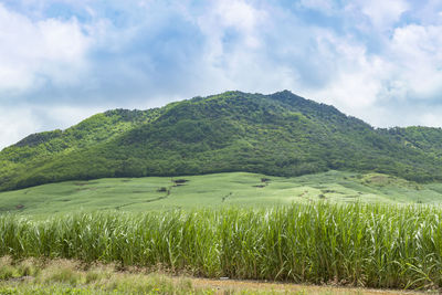 Sugarcane field against blue cloudy sky in the south of the republic of mauritius