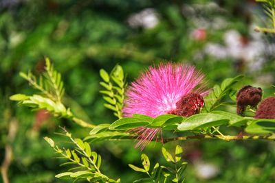 Close-up of pink flowering plant