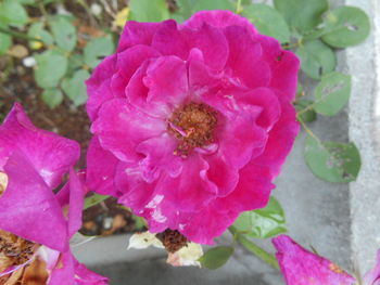 Close-up of pink flowers