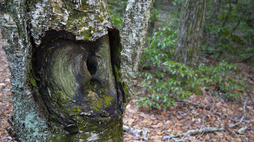Close-up of tree trunk in forest
