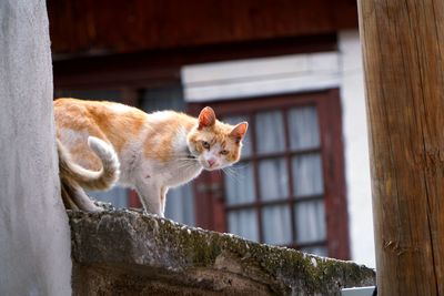 Close-up of cat