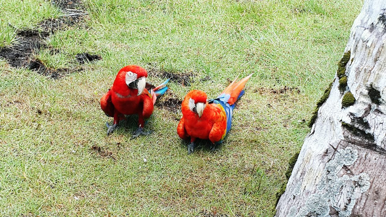 high angle view, red, grass, nature, day, field, plant, no people, still life, growth, outdoors, leaf, orange color, green color, ground, sunlight, rock - object, close-up, beauty in nature, fragility