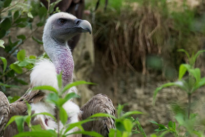 Close-up of duck on field