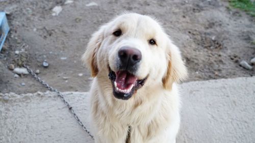 Close-up portrait of dog