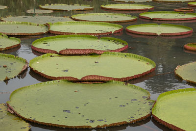 Close-up of lotus water lily