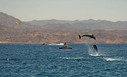 Dolpine in the sea of eilat