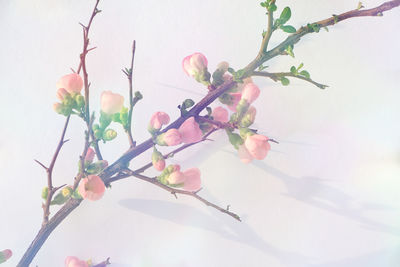 Low angle view of pink flowering tree