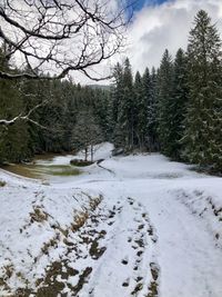 Snow covered land and trees against sky