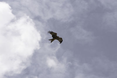 Low angle view of eagle flying against sky