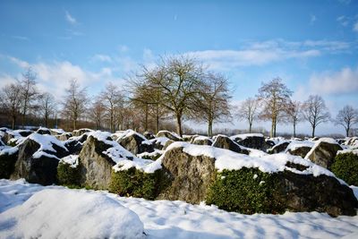 Snow covered trees against sky