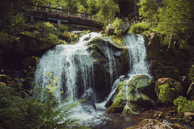 Scenic view of waterfall in forest