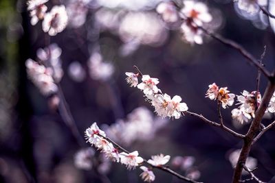 Close-up of cherry blossoms in spring