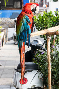 View of parrot perching on wood